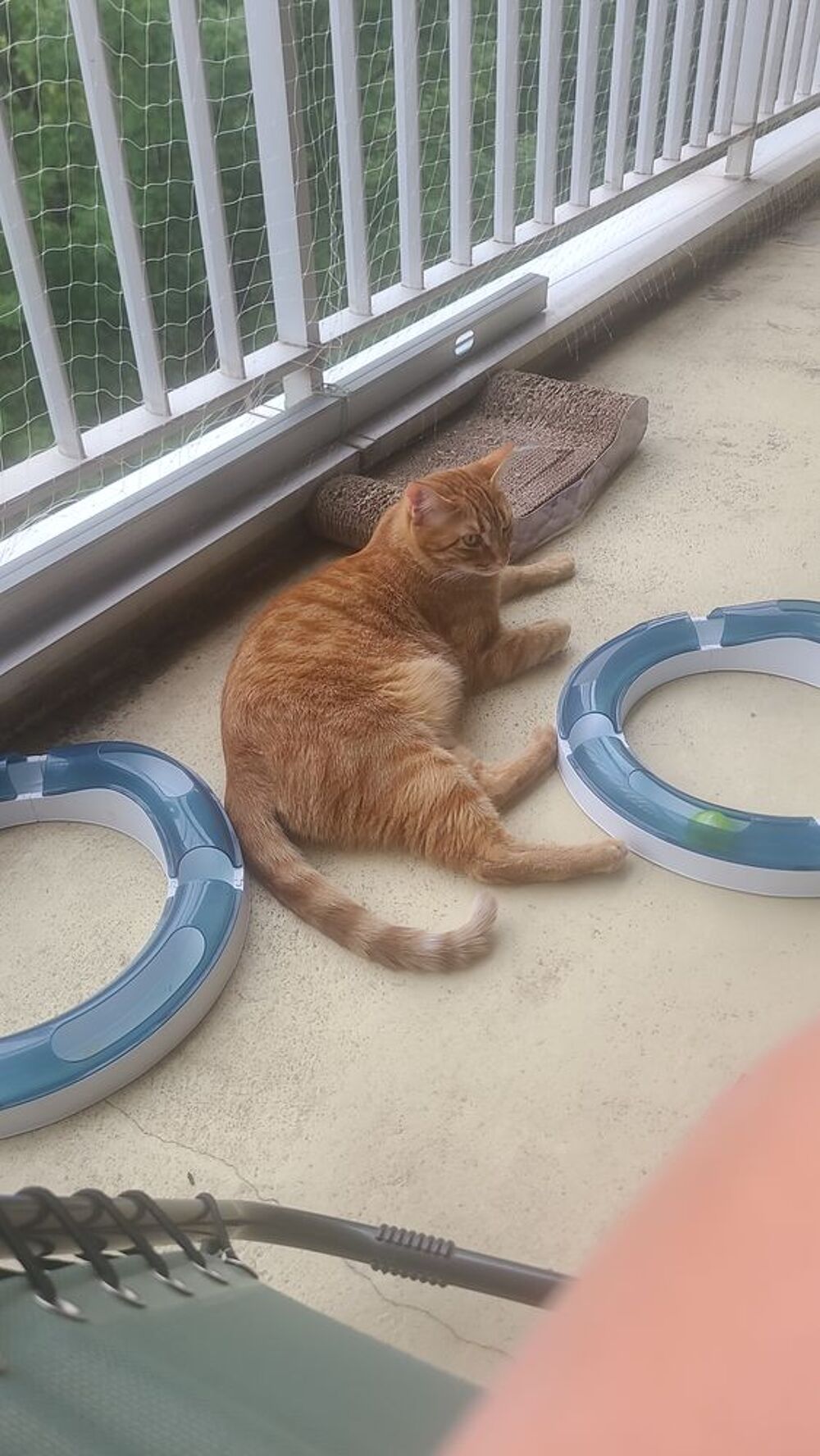   Garde chat  