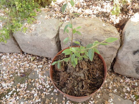 cotoneaster arbuste jardin haie,  planter  5 Brienne-le-Chteau (10)