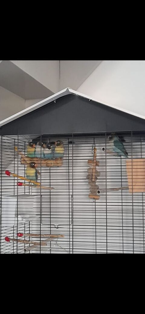 INSEPARABLE 50 38450 Vif