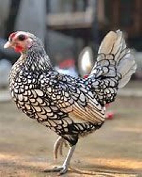   Oeuf fécondé, poussin, poule, coq Sebright 