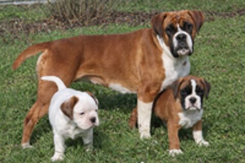   Chiots boxer LOF 
