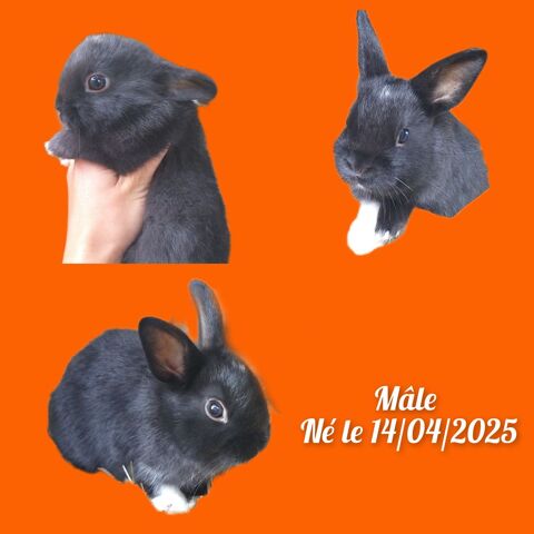 Lapin / lapereaux nain mâles 20 44210 Le clion sur mer