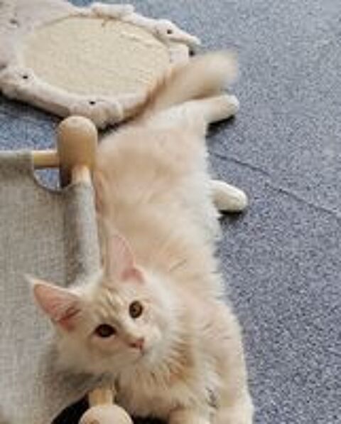   Amadeus cherche une nouvelle famille pour compagnie 