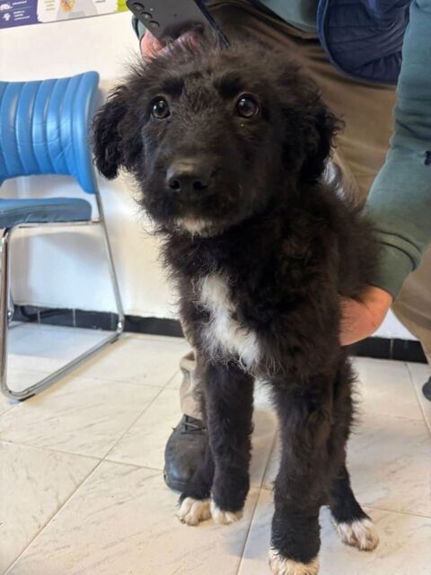 BEVERLY petite crois&eacute;e n&eacute;e le 27/08/2025 300 37100 Tours