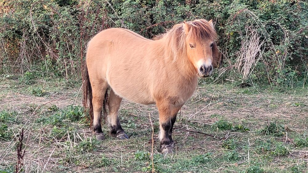   ponette shetland 80 cm 