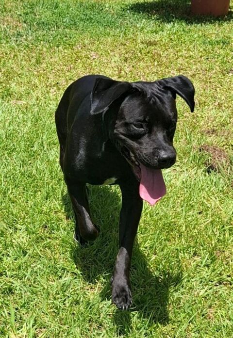 Tito, mâle croisé berger, né le 10/02/2022 &#128054; 380 35000 Rennes