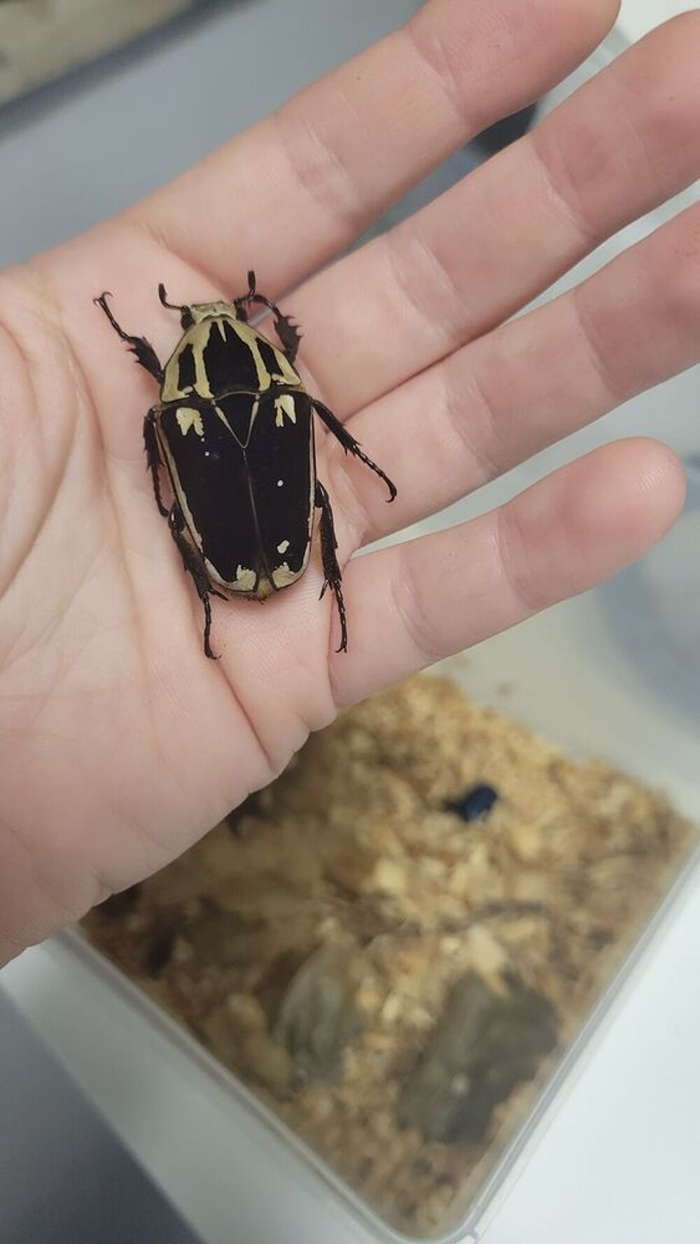   Mecynorrhina torquata ugandensis (couple) 