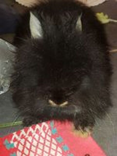   2 petits lapin angora à tête de lion 