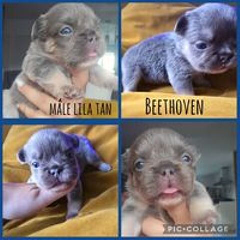   Chiots bouledogue français exotiques  
