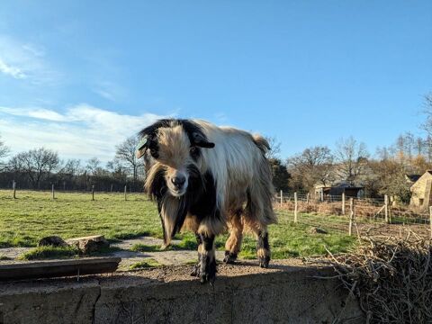 ARAGON, beau bouc nain à adopter via l'association UMA 50 44520 Grand-auvern