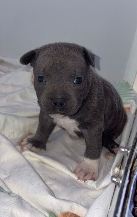 Staffordshire bull terrier 1800 51310 Esternay