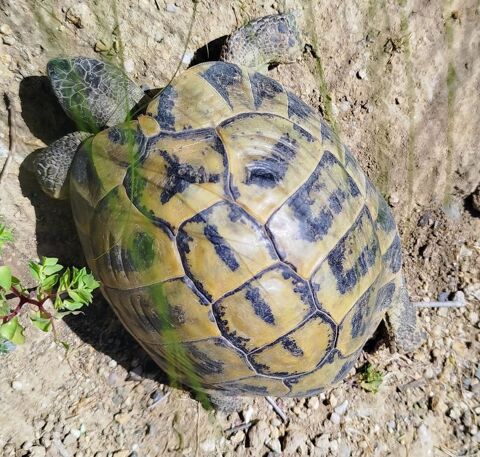 Tortue terrestre Male 150 34500 B�ziers