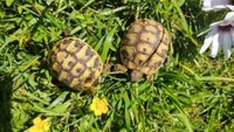   Tortues de terre 