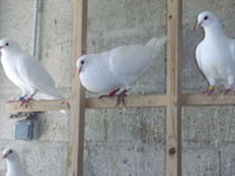   Pigeons reproducteurs hubbell blanc 