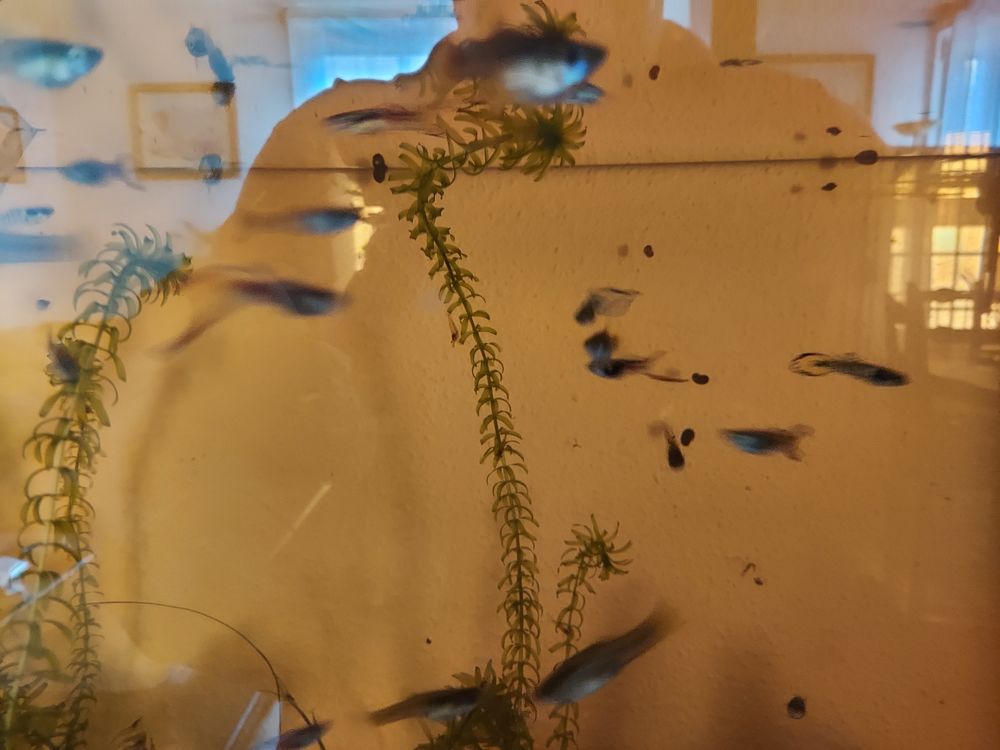  Poisson d'aquarium 