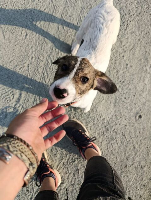 VERA  ( ACTUELLEMENT AU REFUGE EN ROUMANIE  ) 0 75018 Paris