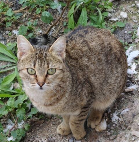 MONTANA 230 27620 Gasny