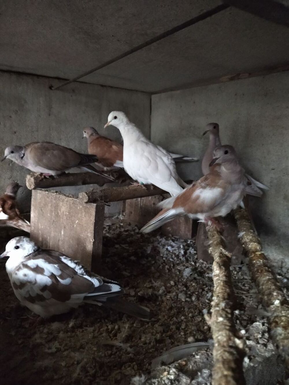   tourterelles rieuses 