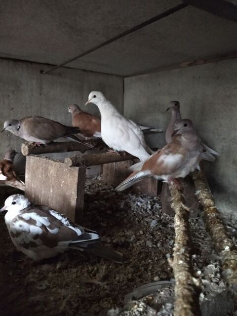 tourterelles rieuses 10 23300 Saint-maurice-la-souterraine