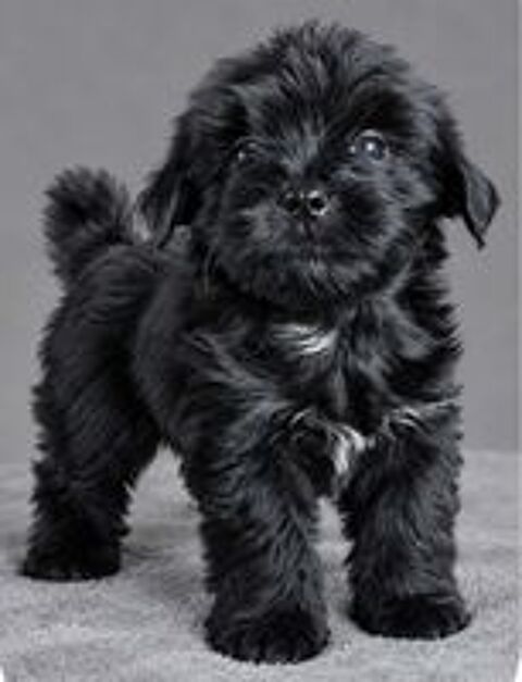   Chiots morkie 