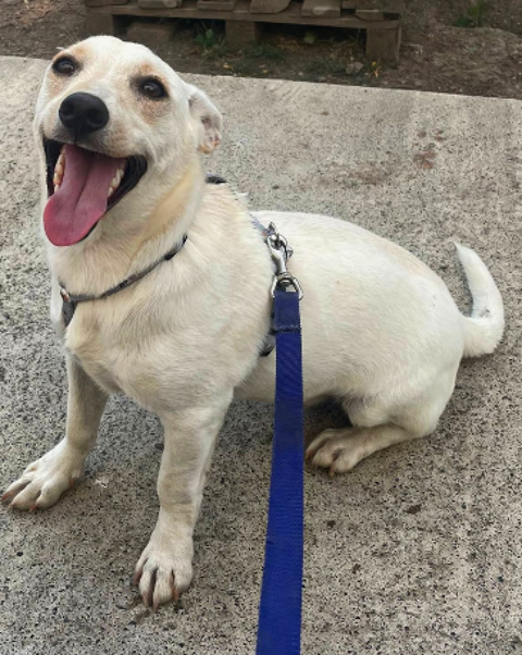 A L'ADOPTION BRUNO 0 75018 Paris
