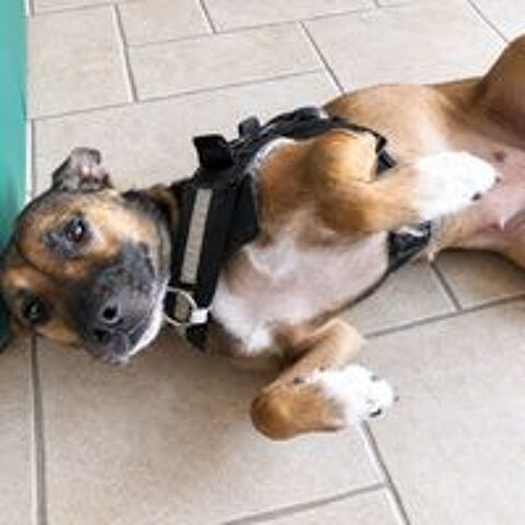   Mia - jolie chienne 