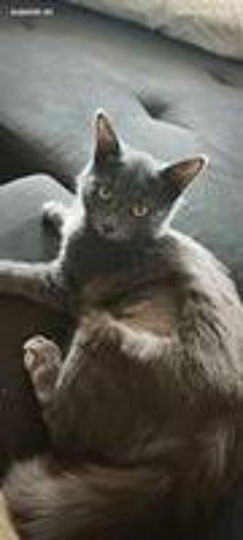   Chat BLITZ à l adoption 