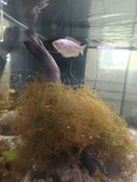   Poisson gourami nain femelle. 