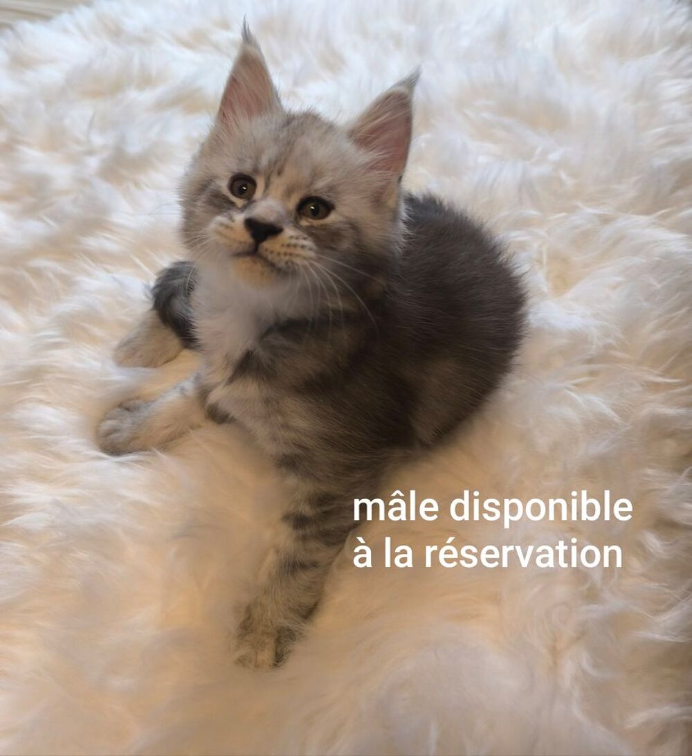   Bébé Maine coon  