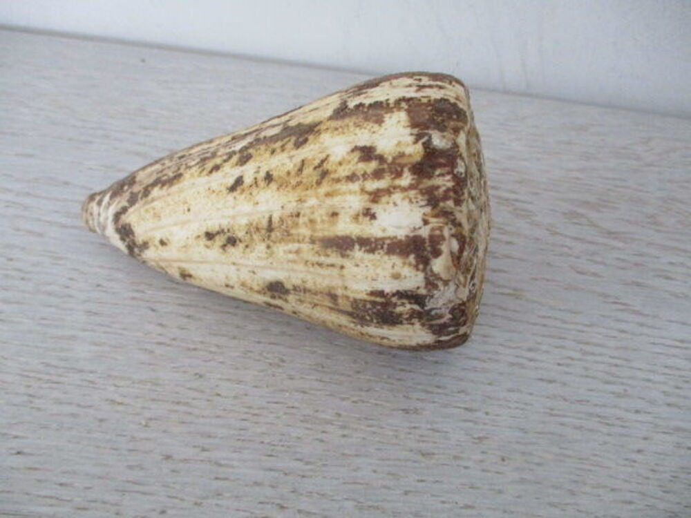 coquillage c&ocirc;ne 
