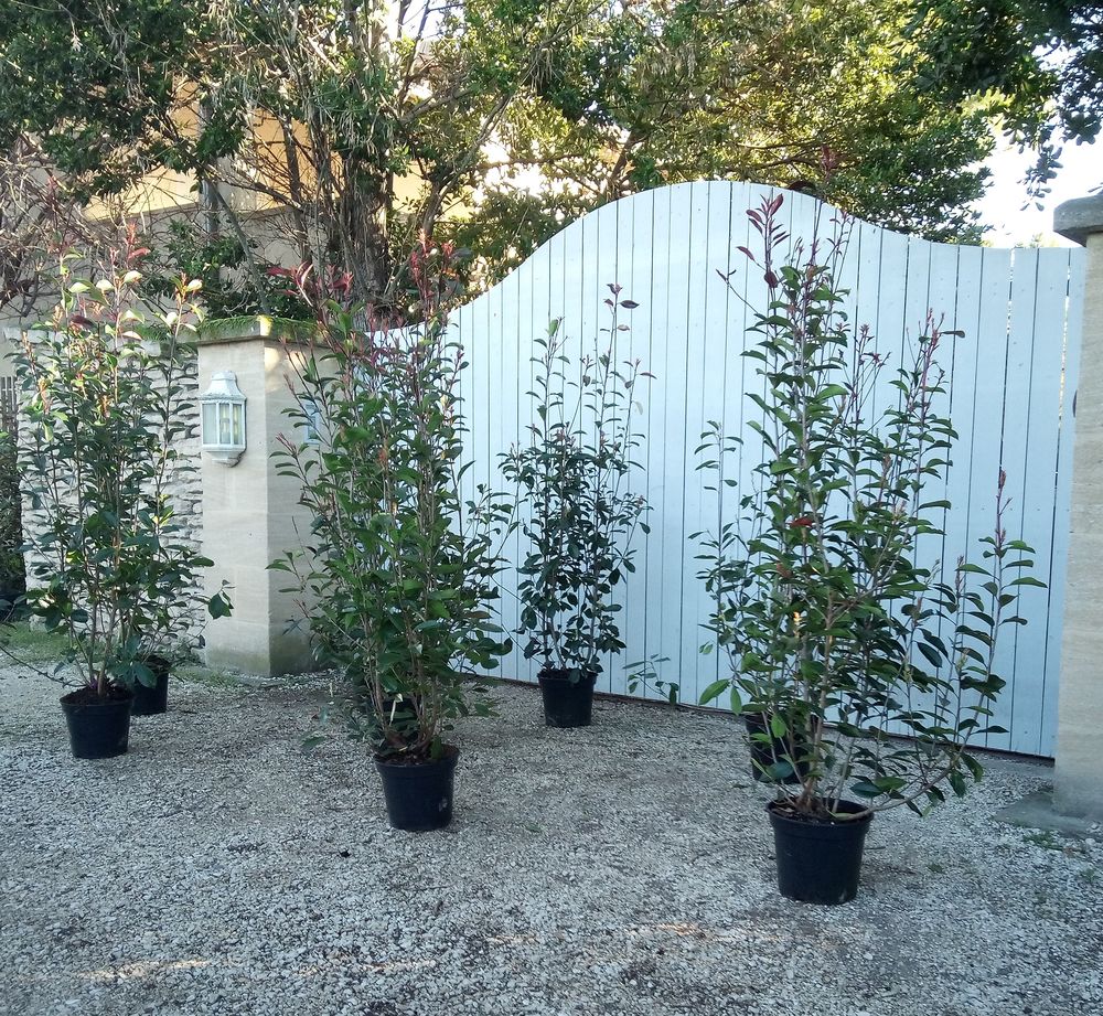 Arbuste d'ornement et de haie Photinia 'Red Robin'. Jardin