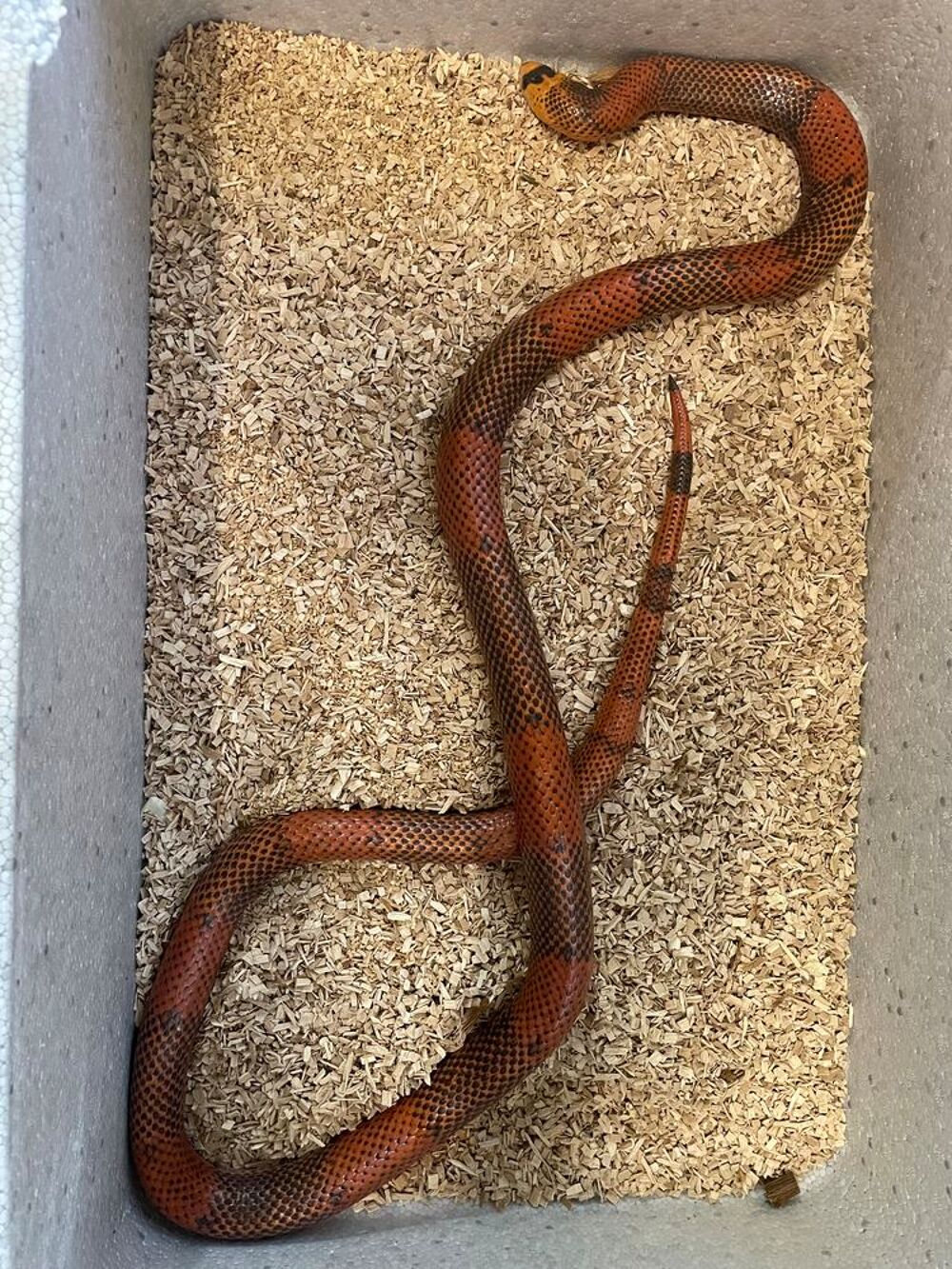   Lampropeltis triangulum hondurensis pinstriped  