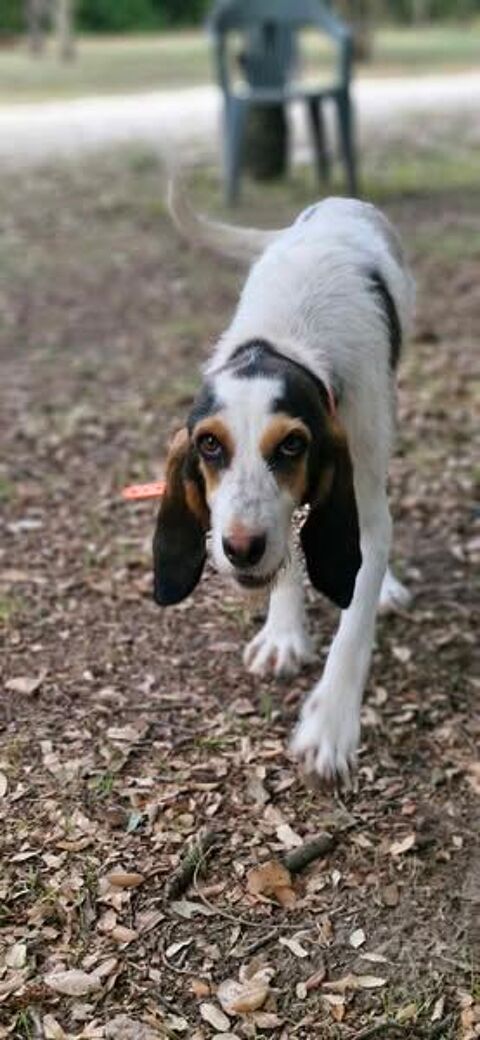 Chien ORPHEE à l adoption 210 26130 Montsgur-sur-lauzon