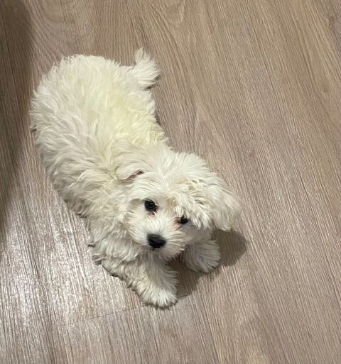 Bichon maltais  0 92500 Rueil-malmaison