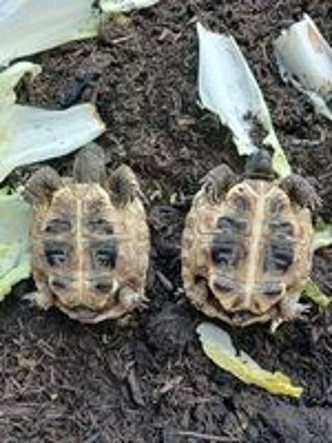   Tortues  