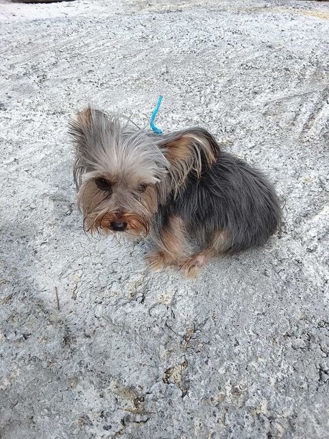 Yorkshire terrier m�le 500 Martinique (97)