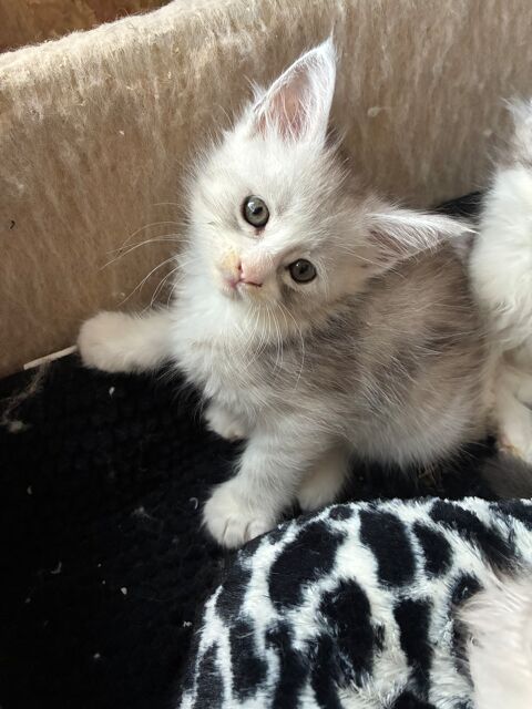 Chaton Maine coon LOOF  1300 83100 Toulon
