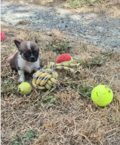 a r&eacute;server deux chiots m&acirc;les chihuahua facilit&eacute;e de paiement 900 37290 Yzeures-sur-creuse