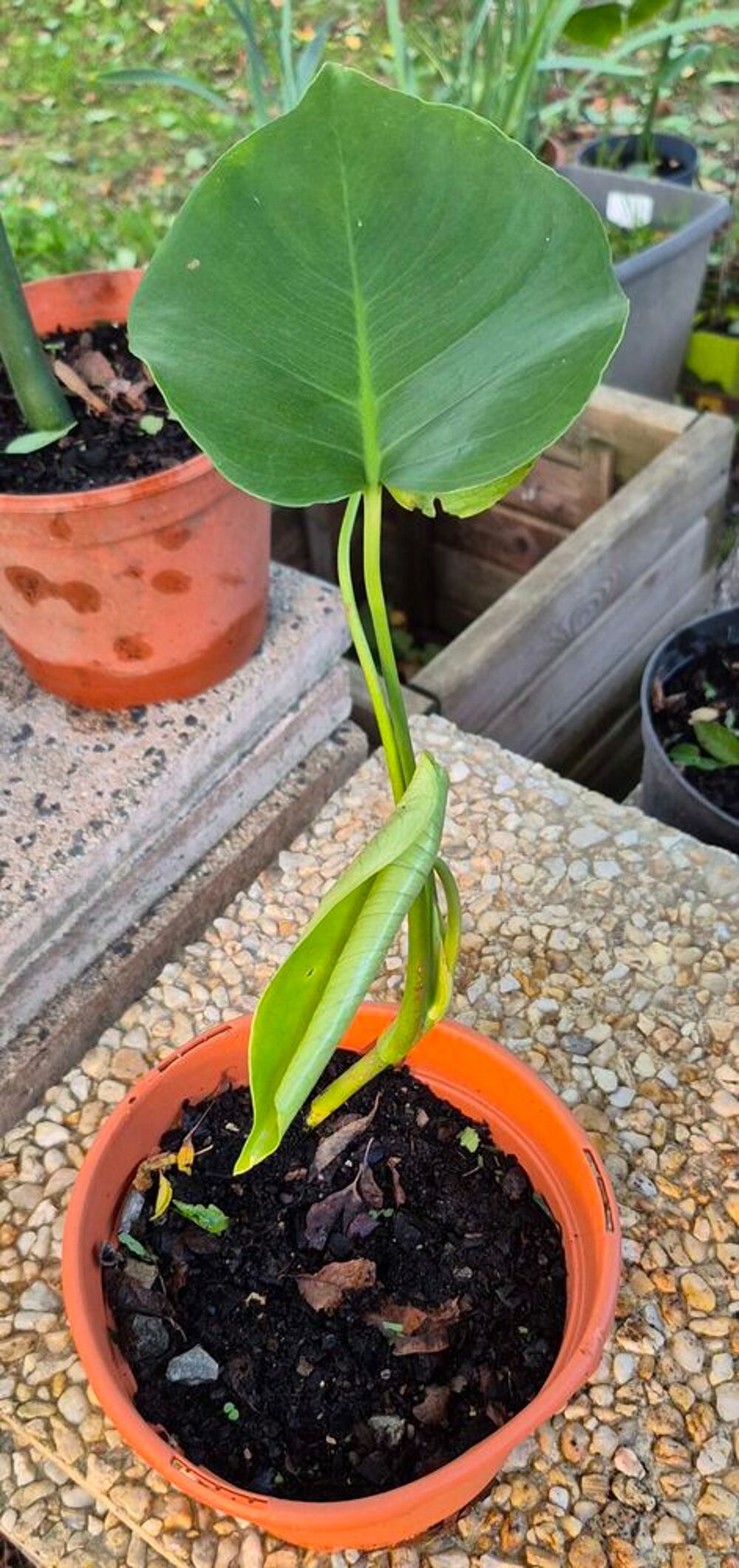plant de monstera Décoration