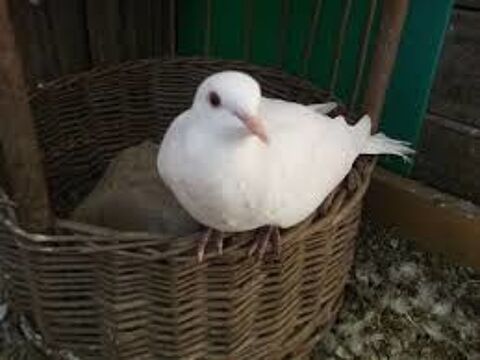 Colombes blanches 10 92370 Chaville