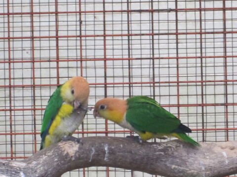 caique tête orange 300 35000 Rennes