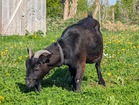 Un duo proche de l'humain Fleur et Cliff 180 35000 Rennes