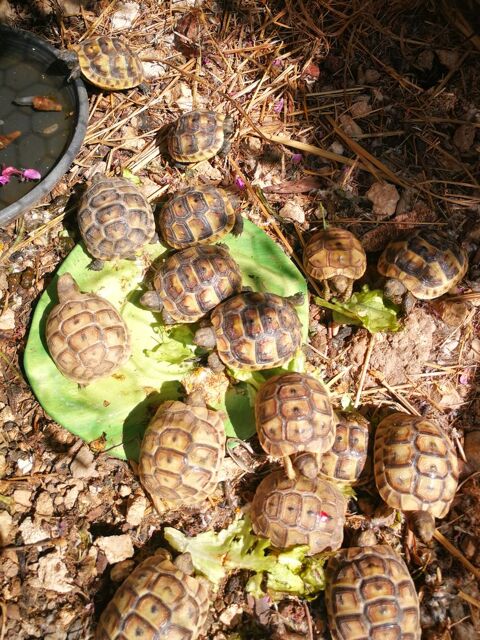 Bb tortues 50 30000 N�mes