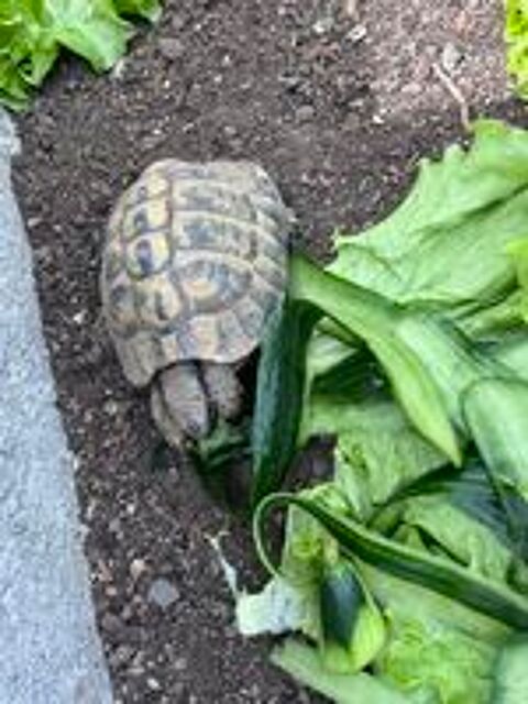  Tortue  