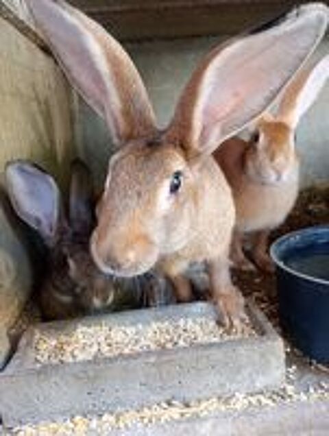   Lapin fermier  