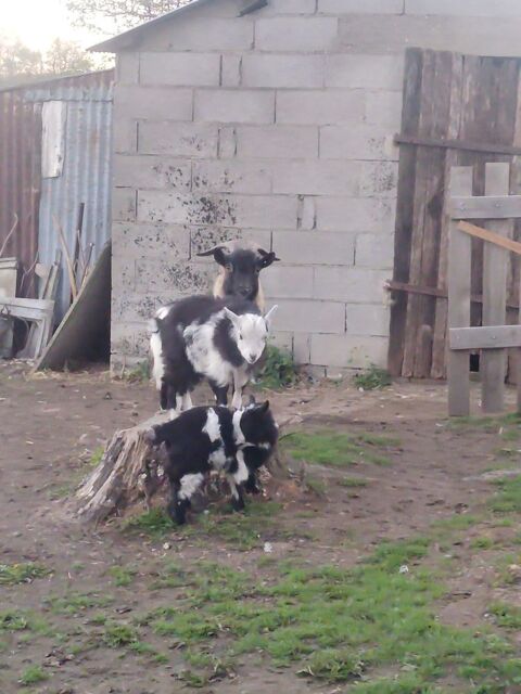 Don ch&egrave;vres naines 0 12460 Huparlac