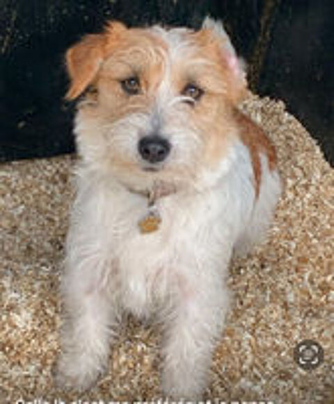   Recherche Sweeney femelle de race  jack Russell poil dur  