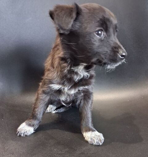 femelle labrador croiser spitz
0 13700 Marignane
