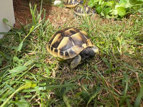 B&eacute;b&eacute; tortue de terre 100 77000 Melun