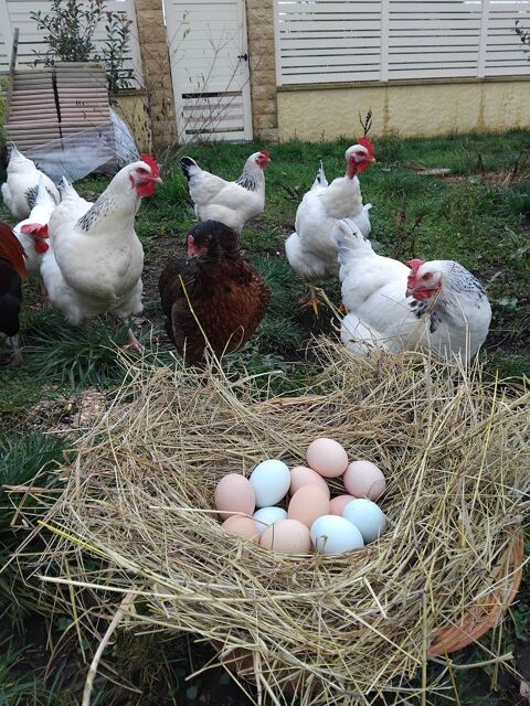 oeufs de poules 3 19000 Tulle